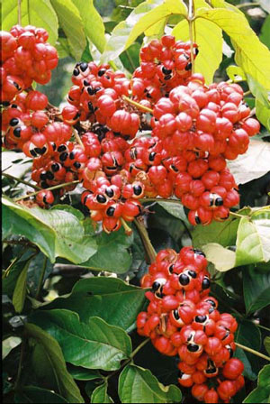 guarana